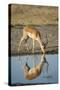 Male Impala Drinking, Chobe National Park,Botswana-Paul Souders-Stretched Canvas