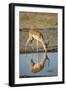 Male Impala Drinking, Chobe National Park,Botswana-Paul Souders-Framed Photographic Print