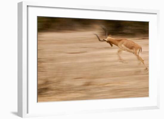 Male Impala in Motion-Michele Westmorland-Framed Photographic Print