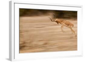 Male Impala in Motion-Michele Westmorland-Framed Photographic Print