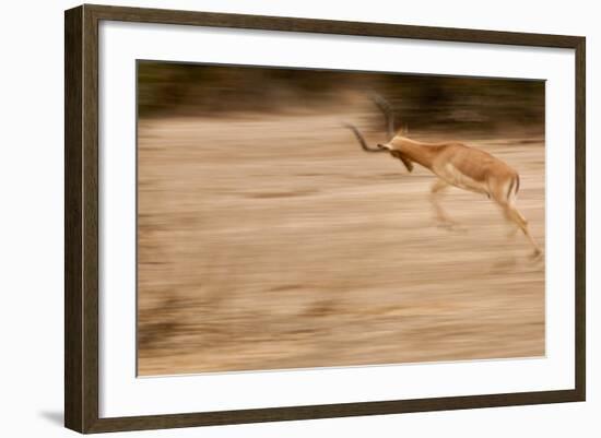 Male Impala in Motion-Michele Westmorland-Framed Photographic Print