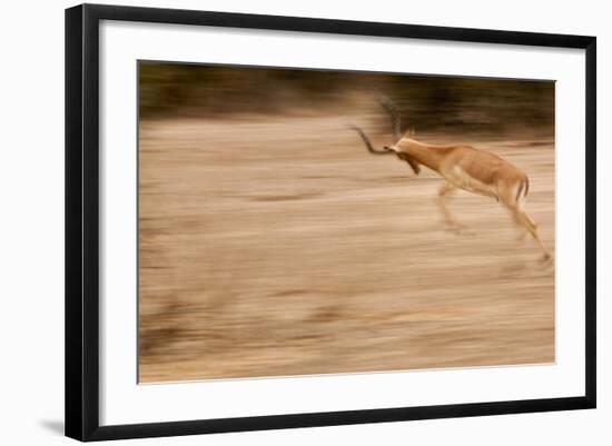 Male Impala in Motion-Michele Westmorland-Framed Photographic Print