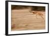 Male Impala in Motion-Michele Westmorland-Framed Photographic Print