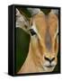 Male Impala, Kruger National Park, South Africa, Africa-James Hager-Framed Stretched Canvas