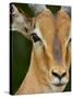 Male Impala, Kruger National Park, South Africa, Africa-James Hager-Stretched Canvas