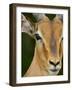 Male Impala, Kruger National Park, South Africa, Africa-James Hager-Framed Photographic Print