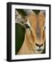 Male Impala, Kruger National Park, South Africa, Africa-James Hager-Framed Photographic Print