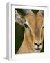 Male Impala, Kruger National Park, South Africa, Africa-James Hager-Framed Photographic Print