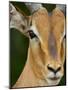 Male Impala, Kruger National Park, South Africa, Africa-James Hager-Mounted Photographic Print