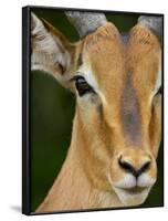 Male Impala, Kruger National Park, South Africa, Africa-James Hager-Framed Photographic Print