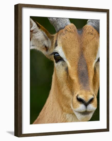 Male Impala, Kruger National Park, South Africa, Africa-James Hager-Framed Photographic Print