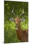 Male impala, Kruger National Park, South Africa-David Wall-Mounted Photographic Print