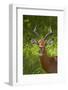 Male impala, Kruger National Park, South Africa-David Wall-Framed Photographic Print