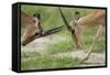 Male Impala Sparring for Dominance-Paul Souders-Framed Stretched Canvas