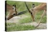 Male Impala Sparring for Dominance-Paul Souders-Stretched Canvas