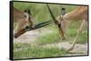 Male Impala Sparring for Dominance-Paul Souders-Framed Stretched Canvas