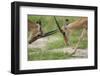 Male Impala Sparring for Dominance-Paul Souders-Framed Photographic Print