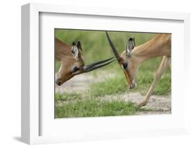 Male Impala Sparring for Dominance-Paul Souders-Framed Photographic Print