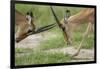 Male Impala Sparring for Dominance-Paul Souders-Framed Photographic Print