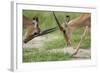 Male Impala Sparring for Dominance-Paul Souders-Framed Photographic Print