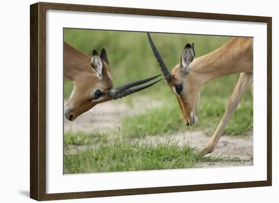 Male Impala Sparring for Dominance-Paul Souders-Framed Photographic Print