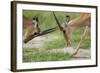 Male Impala Sparring for Dominance-Paul Souders-Framed Photographic Print