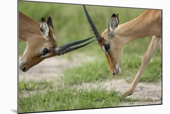 Male Impala Sparring for Dominance-Paul Souders-Mounted Photographic Print