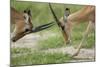 Male Impala Sparring for Dominance-Paul Souders-Mounted Photographic Print
