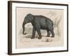 Male Indian Elephant-Victor Jean Adam-Framed Art Print
