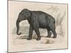 Male Indian Elephant-Victor Jean Adam-Mounted Art Print