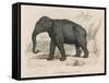 Male Indian Elephant-Victor Jean Adam-Framed Stretched Canvas