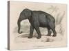 Male Indian Elephant-Victor Jean Adam-Stretched Canvas