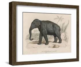 Male Indian Elephant-Victor Jean Adam-Framed Art Print