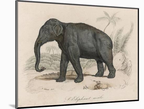 Male Indian Elephant-Victor Jean Adam-Mounted Art Print