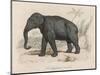 Male Indian Elephant-Victor Jean Adam-Mounted Art Print