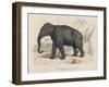 Male Indian Elephant-Victor Jean Adam-Framed Art Print