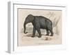 Male Indian Elephant-Victor Jean Adam-Framed Art Print