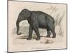 Male Indian Elephant-Victor Jean Adam-Mounted Art Print