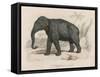 Male Indian Elephant-Victor Jean Adam-Framed Stretched Canvas