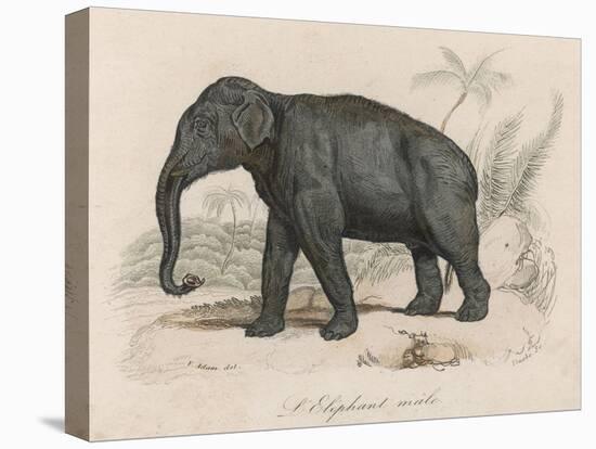 Male Indian Elephant-Victor Jean Adam-Stretched Canvas