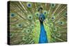 Male Indian Peacock in Costa Rica-Paul Souders-Stretched Canvas