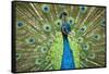 Male Indian Peacock in Costa Rica-Paul Souders-Framed Stretched Canvas