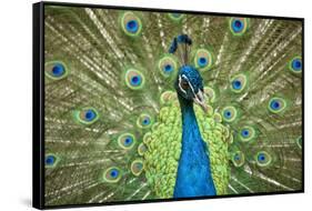 Male Indian Peacock in Costa Rica-Paul Souders-Framed Stretched Canvas