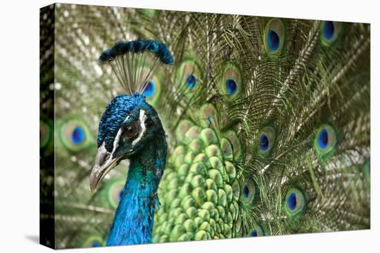 Male Indian Peacock in Costa Rica-Paul Souders-Stretched Canvas
