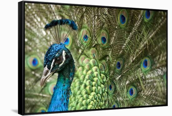 Male Indian Peacock in Costa Rica-Paul Souders-Framed Stretched Canvas