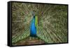 Male Indian Peacock in Costa Rica-null-Framed Stretched Canvas