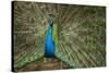 Male Indian Peacock in Costa Rica-null-Stretched Canvas