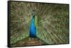 Male Indian Peacock in Costa Rica-null-Framed Stretched Canvas