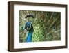 Male Indian Peacock in Costa Rica-Paul Souders-Framed Premium Photographic Print