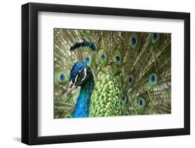 Male Indian Peacock in Costa Rica-Paul Souders-Framed Premium Photographic Print